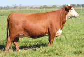 BW: 66 9144 GRANDSON & 824 SON 30 /S LADY DOMINO 9144W Maternal grandam of Lot 30 SR T90 4036 VICTOR 8088 4/17/2018 43989390 8088 HORNED TH 223 71I VICTOR 755T {SOD,DLF,HYF,IEF,MSUDF} SR T90 VICTOR