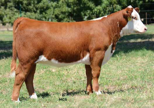 KINSEY 2508 DAUGHTERS Lot 103 If you are looking to add power and width while sustaining the style worthy of front pasture status look no further.