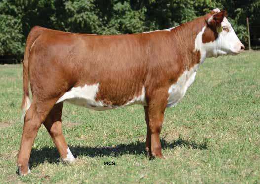 She complements her phenotype with balanced EPD tabulations that allow for mating flexibility. Ranks in the top 3% for RE; top 15% for WW; top 20% for Milk and CWT. Sells open.