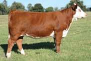 26 +437 +519 +99 This goggle-eyed daughter of 88X possesses the same attributes that have allowed her sisters top sales in multiple herds.