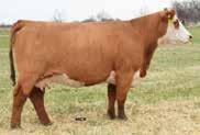 maternal sisters sold for $8,500 for ½ interest to Messi-Hart Farms in Oklahoma and $25,000 to Silveira Bros. in California. She records 2@94.
