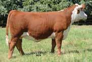 Maternal sisters to lot 109 include: SR W49 Bonnie 6006 ET, the $46,000 selection of Iron Lake from the 2017 Western Treasures Sale; SR W49 Carolina 5035 ET,