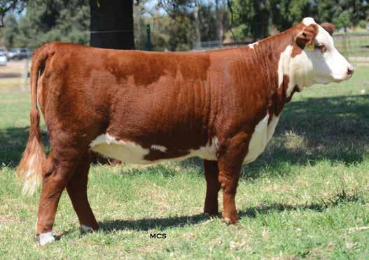 037X & 436X DAUGHTERS Lot 110 Lot 110 is the only fall yearling show and donor prospect in this year s Western Treasures, but she holds her own with her combination of phenotype and attractive