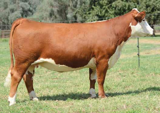 824 DAUGHTERS Lot 112 Lot 112 descends from the famous Barber ranch donor DM L1 Dominette 820, who is best known as the dam of Moler and Channing.