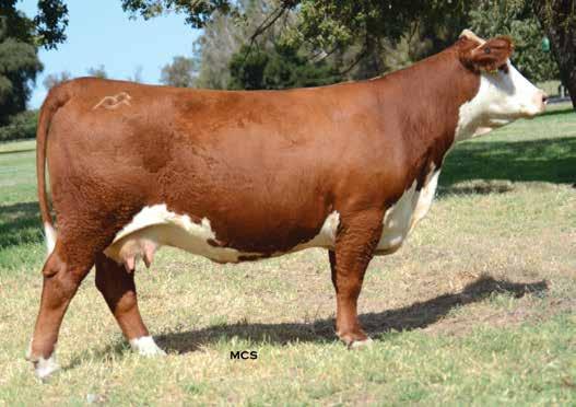 Goldrianna 3001 ET, the grandam of Lot 112, is a maternal sister to Moler and Channing and has been a prolific producer in the Barber herd and appears in the first three generations of many of their