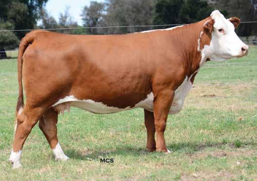 LINE 1 & 021W Lot 114 Lot 114 is an interesting choice for those of you who seek Line 1 genetics. Grandam is an AHA Dam of Distinction and a top Holden donor. Dam records 21@100.4 for RE. Bred A.I. 5/3/19 to SR ROOSTER COGBURN 8002 ET then pasture exposed from 5/29/19 until 8/1/19 to SR 7151T HOMETOWN 5010 ET.