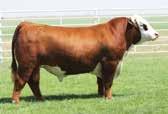 27 +316 +398 +106 The lead bull in the third edition of the Western Treasures sale is among the best we have offered in terms of combining a powerful phenotype and numerical balance.