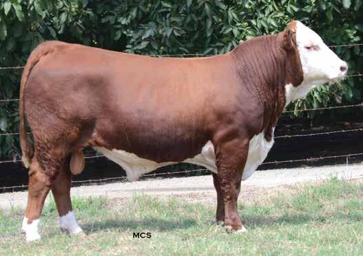 037X SONS Lot 5 You will love the depth of rib and muscle shape in this 037X son. His sire, NJW 98S R117 Ribeye 88X ET, is one of the top sires in the breed.
