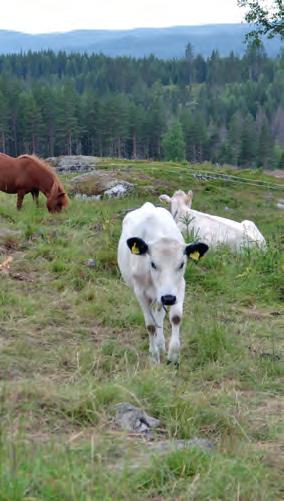 Deler av Innlandet er kjerneområder for aktiv seterdrift i Norge. Samtidig har modernisering og strukturendringer i melkeproduksjonen gitt en stadig avgang av aktive setrer i lang tid.