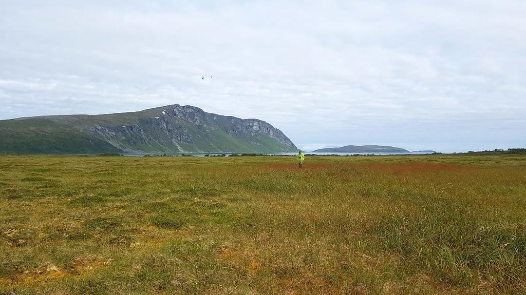 Leiting etter svarthalespoveunger i et område med gress, starr og mye storsyre i Skipsfjorddalen, Karlsøy kommune i Troms, i juli 2019.
