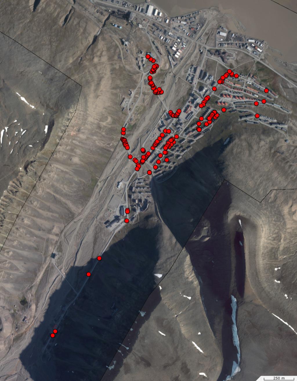 Fremmede karplanter i Longyearbyenområdet Ecofact rapport 536 markrødsvingel som er innsådd i Longyearbyen. Det er også en god del variasjon innen de innsådde individene.