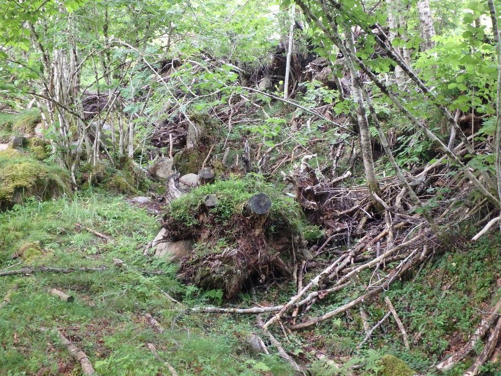 Figur 2. Dyrkingsgrensa bør ikkje gå nærare bekken enn oppe på kanten heilt til høgre i biletet. Her er det ved tidlegare dyrkingsarbeid tippa røter ned skråninga.