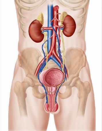 Inndeling Anatomisk lokalisasjon: Øvre infeksjoner