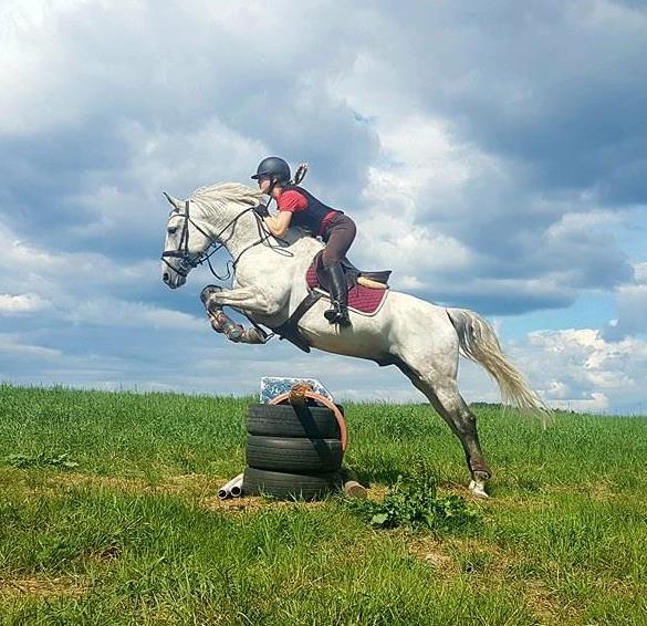 Dette hoppet gjør hesten flere ganger på rad etter hverandre. 19. ARABER Navn: JN Bayda Abiya (14 år) Araberhesten er en av de eldste, mest renrasede hesterasene som finnes.