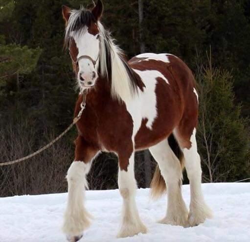 Dølahesten er en hest for alle, som kan brukes til alt. Med sitt kalde hode, varme hjerte og vakre ytre sniker den seg inn i hjerterota.