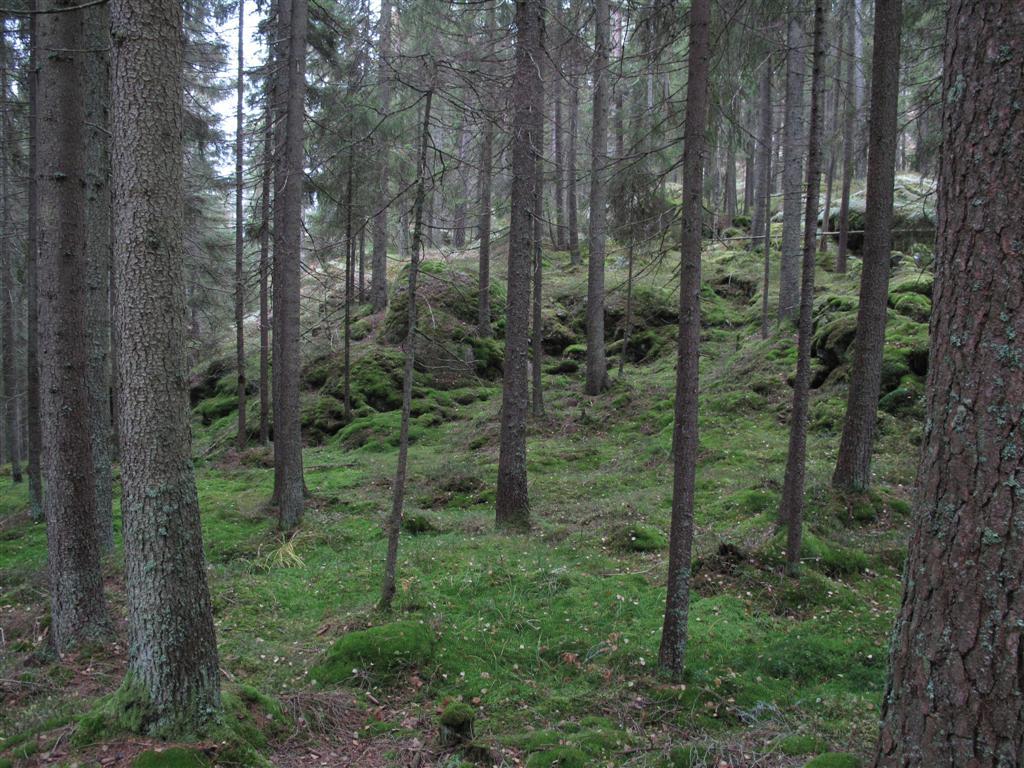 grandominerete partiene er ganske godt sjiktet, men fattig på