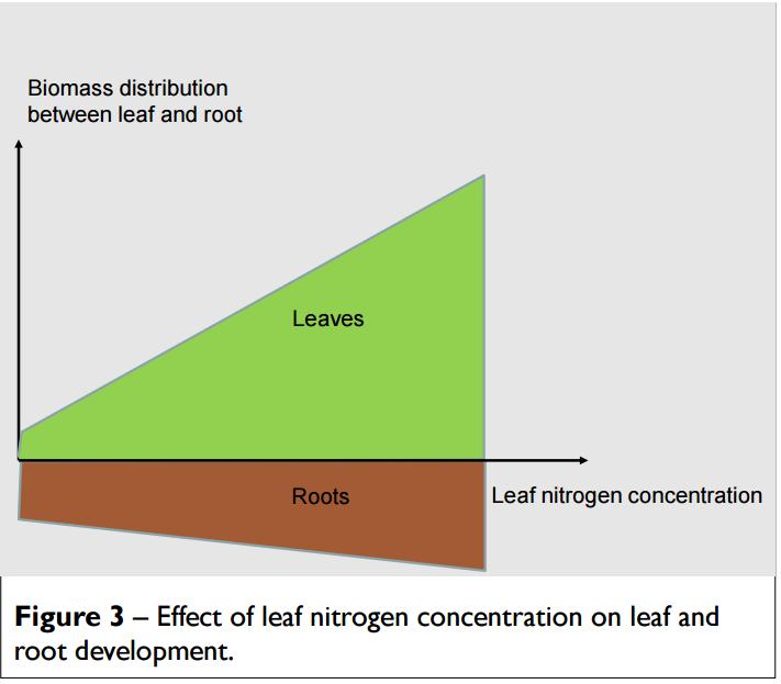 Mye nitrogen gir forholdsvis mer skuddvekst enn rotvekst, slik illustrasjonen viser.