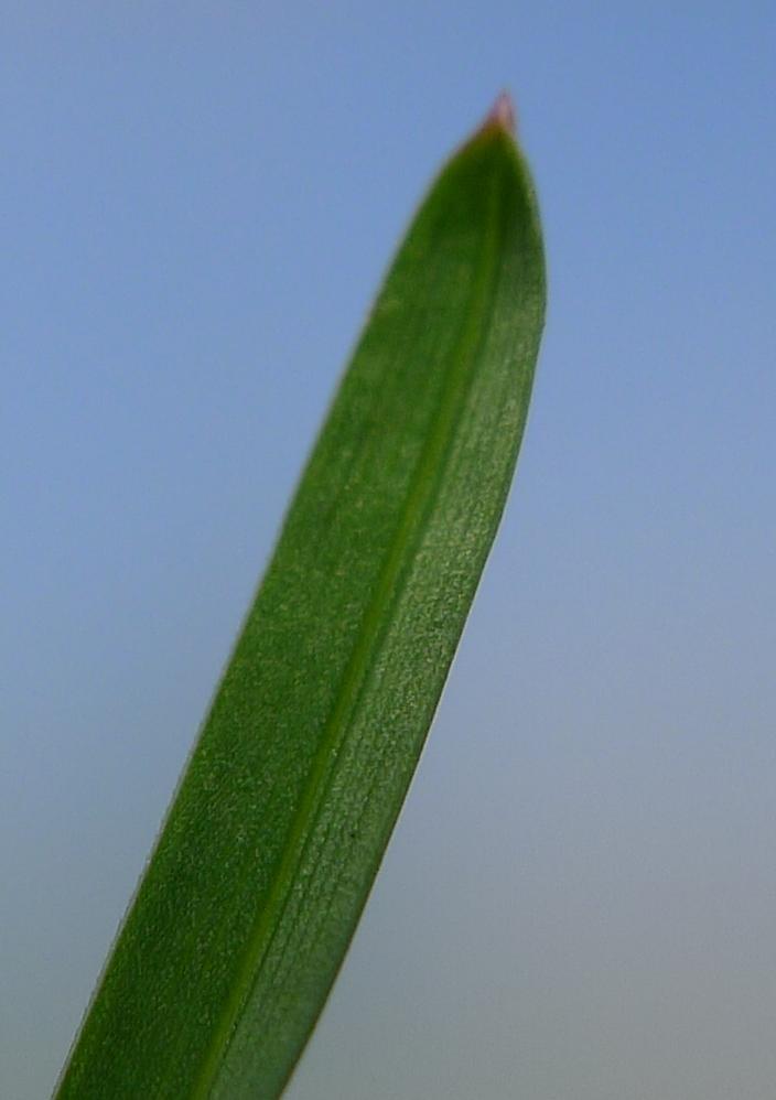 Faktorer som reduserer plantenes vekstkapasitet: Skygge Ved å kontrollere (redusere) N-tilgangen (gjødselnivået) kan du begrense veksten og unngå plantestress.