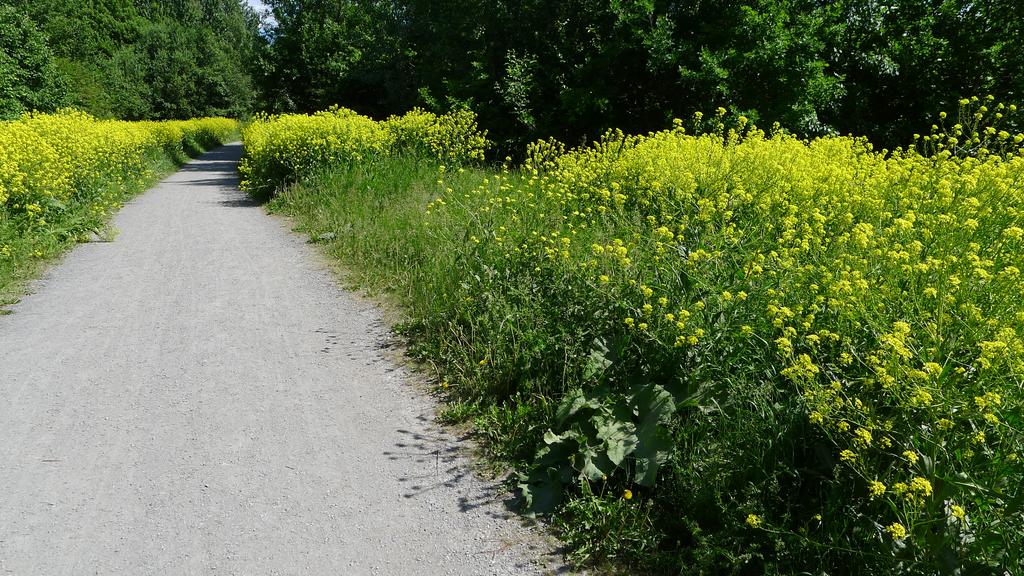 Gjødsling og konkurranseforhold