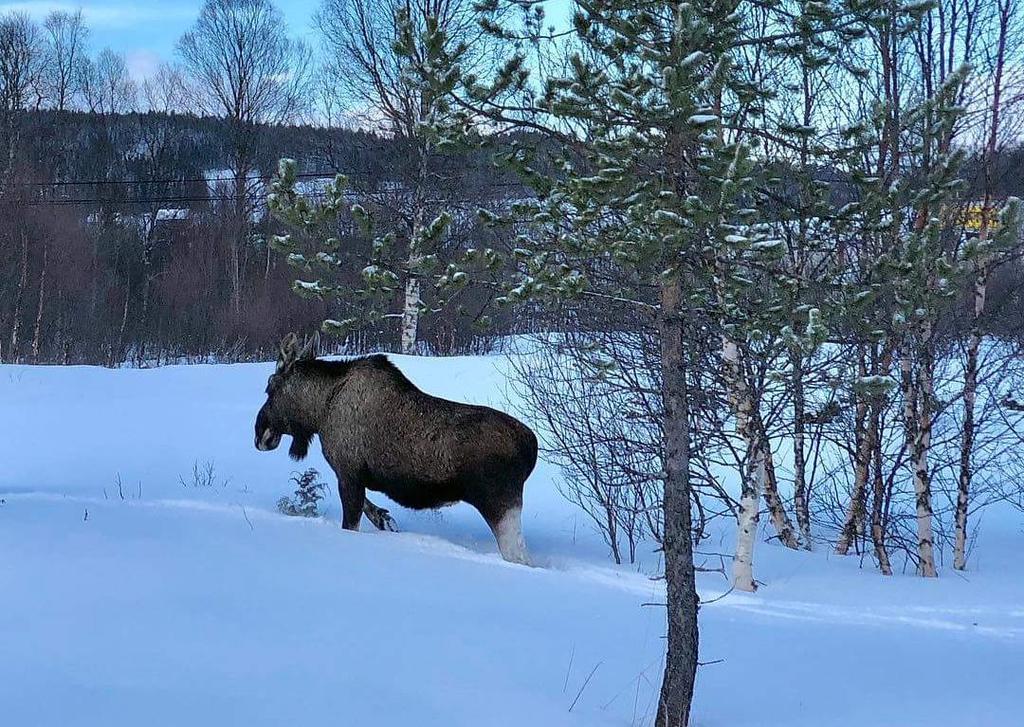 Oppgave 7 (2 poeng) En elg går 7,5 km på 20 minutter.