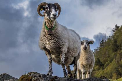 Landbruk. Eit levande landbruk gir levande bygder, opprettheld kulturlandskapet og bidreg til triveleg miljø.