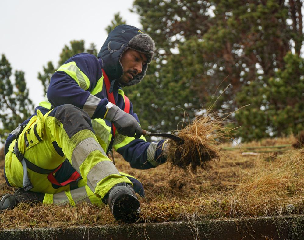 Vi tilbyr en komplett revitalisering og manuelt vedlikehold av torvtak. Dette innebærer at vi fjerner dødt gras, mose, ugress, trær og andre uønskede buskvekster.