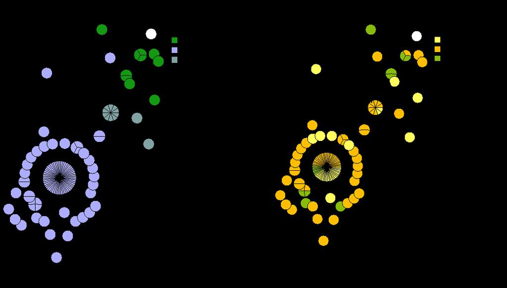 Figur 20. Genetisk gruppering av influensa A(H1N1) virus (venstre) og fargekodet etter forekomst i sesong (høyre); tidlig sesong (gul), midt-sesong (orange) og sen sesong (grønn).