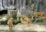 Besides, the zoo has several other animals such as crocodiles,