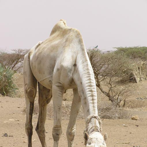 Perioder med tørke er en del av det naturlige klimamønsteret i Afrika.
