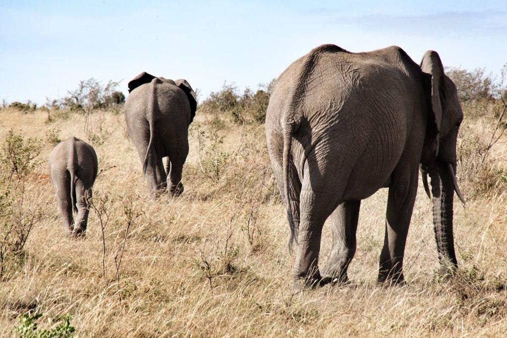 Masai Mara National Reserve is Kenya's finest wildlife reserve.