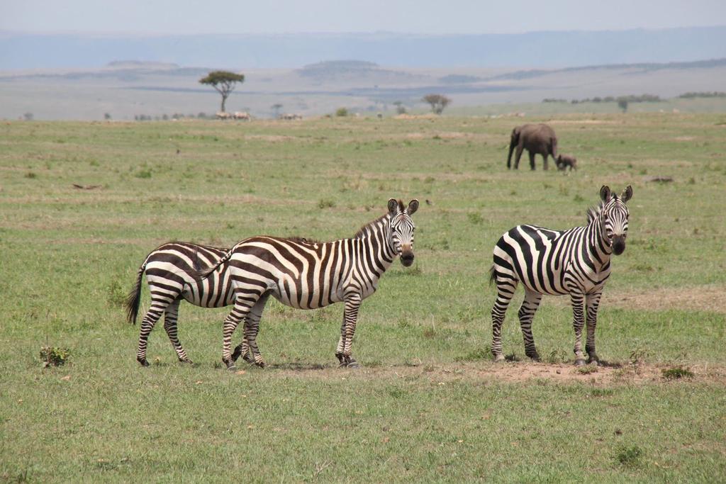 Game viewing is excellent and bird life is also profuse. The Maasai Mara is rated 7 t h wonder of the world. 13.