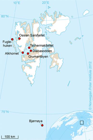 Polarlomvi - Svalbard Descamps et