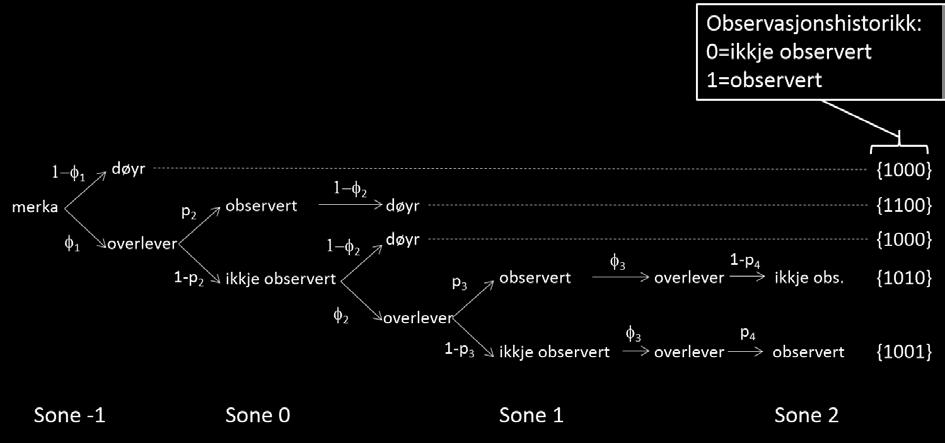 A B Figur 4. A. Lagnadsdiagram for laksesmolt med fem døme på observasjonshistorier med gjevne parameterar for såkalla Cormack-Jolly-Seber modellstruktur (CJS).