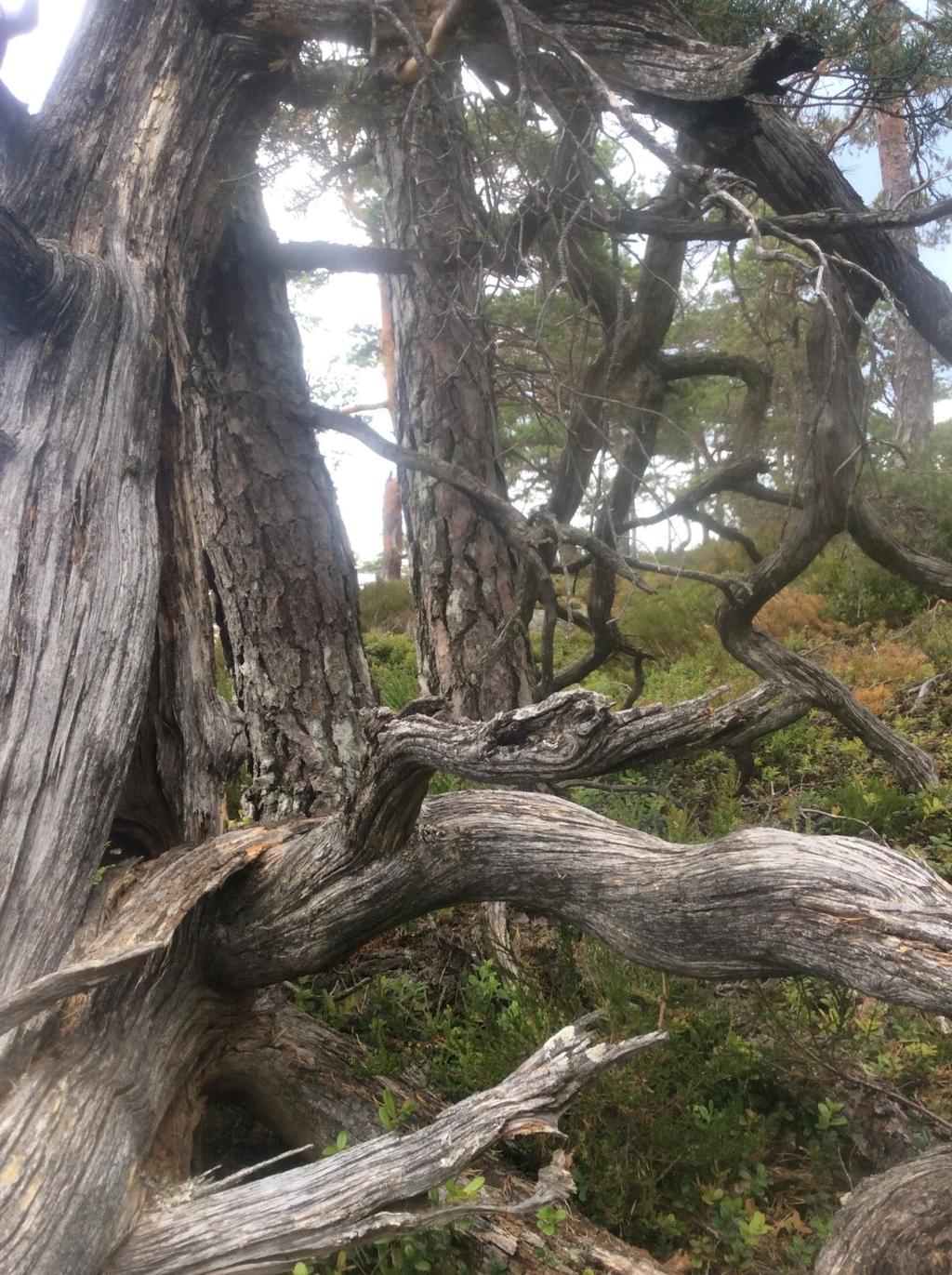 gammel og glissen furuskog i kjerneområde 3.