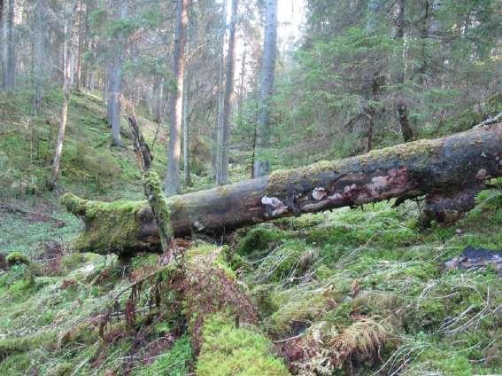 SKRØVERRAVINEN: Skrøverravinen er et av få ravinesystemer med rester av eldre