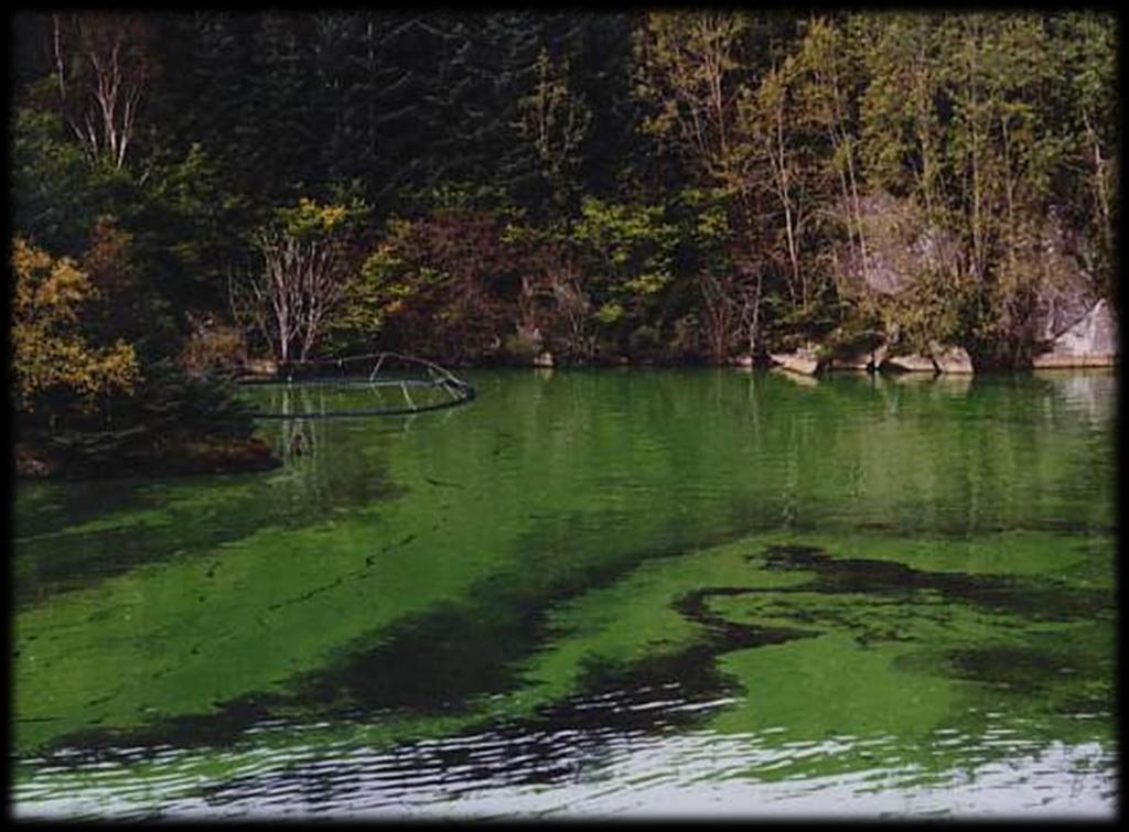 Blågrønne alger - cyanobakterier Frå gresk: kyanos = lasurstein, Konkurransedyktige overfør andre planteplankton Har