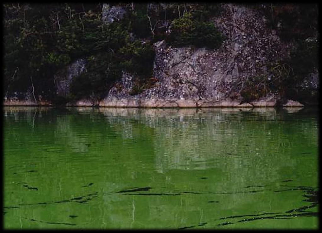 Blågrønne alger - cyanobakterier Cyanobakteriar kan bli giftige Giftstoffene / toksinene delt inn etter virkemåte.