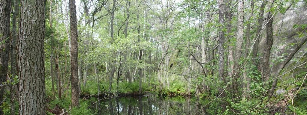 I nord finnes middels- og næringsrike sumpskoger, dominert av svartor med omkrets opp mot 100 cm. Vegetasjonen her er relativt fattig og dominert av lite krevende gras, starr, bregner og vivendel.