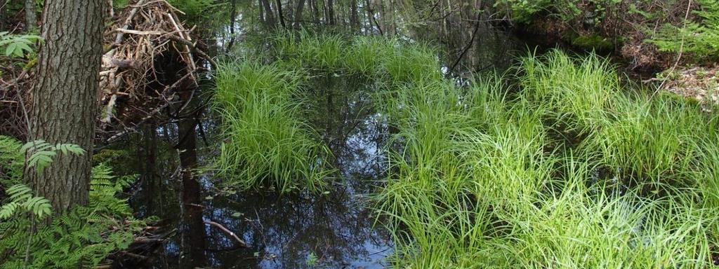 Her finnes en rikere og noe mer krevende vegetasjon som er dominert av liljekonvall, maiblom og hvitveis, og har innslag av storkonvall, vårmarihånd, blåveis m.m. Tresjiktet er rikt og variert, og domineres av ask.