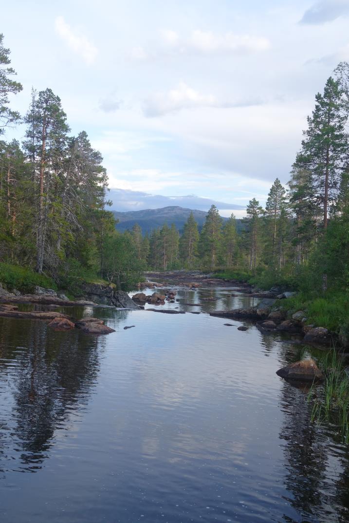 Innhold Om naturforvaltningsvilkår i vassdragskonsesjoner Sektoransvaret