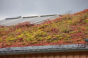 Vekten av det grønne takets samlede konstruksjon må vurderes nøye i hvert enkelt tilfelle.