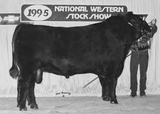 Our Own Herd Sire Champions Purchased at the National Western Stock Show in Denver All Our Angus Cattle are Pasture Bred Bull Name Abbreviated Name Production EPDs Calving CED BW WW YW MILK Ease W.F.