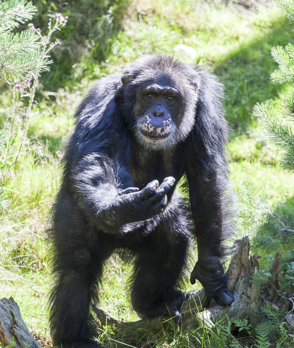 Lek/aktivitet Lag en trygg regnskog til Julius Mål: Barna skal sammen få lage en trygg regnskog for Julius og de andre sjimpansene.
