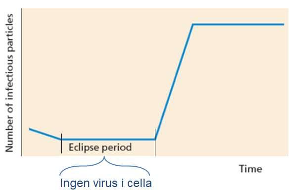 c) Gi en kort forklaring av uttrykkene: i. Colony forming units (CFU) Antall bakterieceller som danner kolonier på et fast vekstmedium.