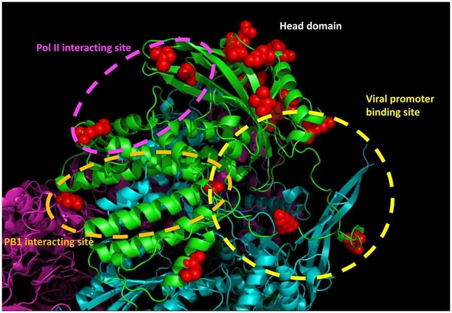 G Polymerase