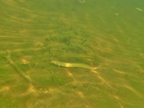 For øvrig ble det observert ål flere steder i vassdraget, og særlig mange (>100) i Lono i nedre del av Sokno.