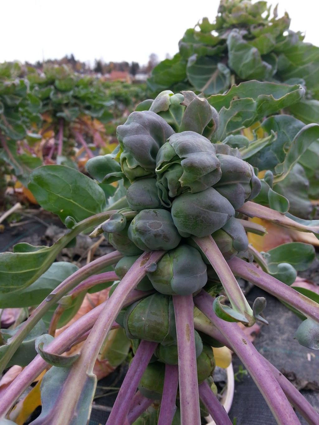 Rosenkål / brussel sprouts Potet / Potatoes Walking Stick Cabbage Mellom kål, midten av jordet.