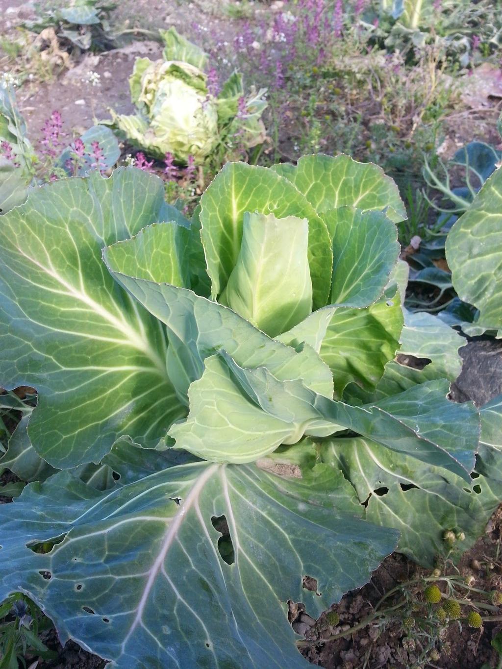 Spisskål / Pointy Cabbage Salatmix - miniblad Msculun (salad