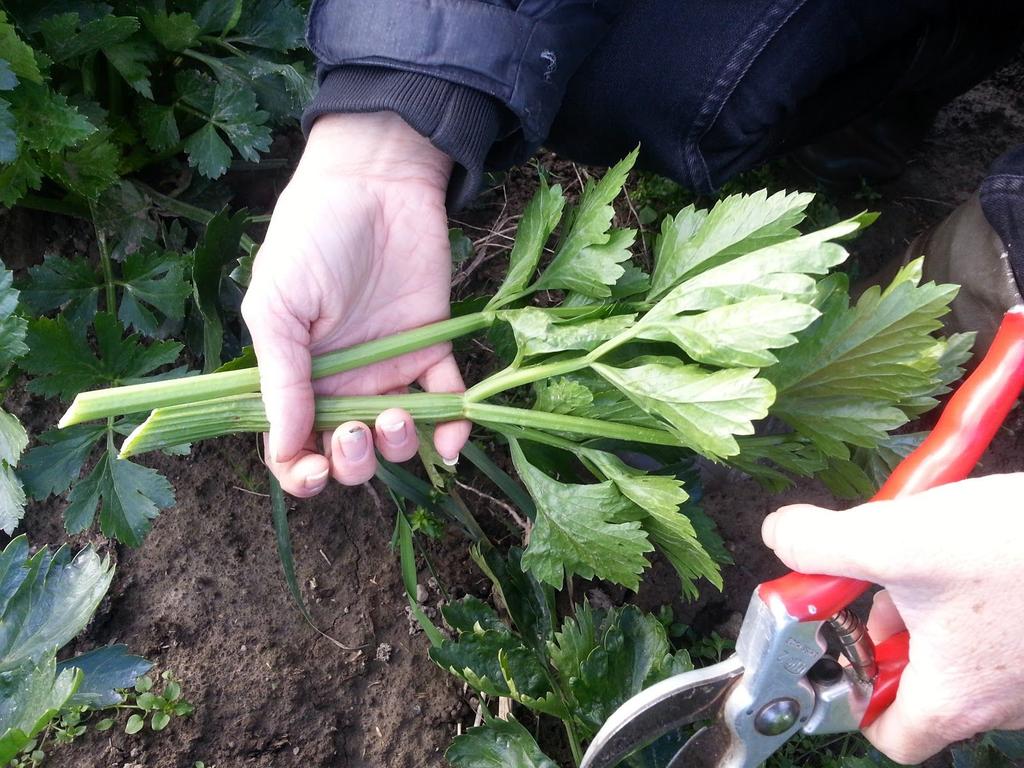 seleri / stick celery) Ruccola - bredbladet Broad leaf arugula/rocket Nede på jordet, ved
