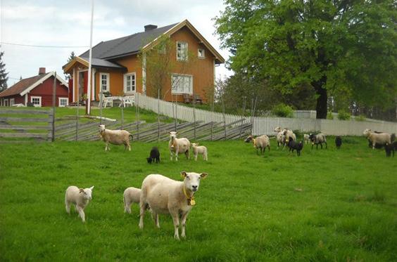 Mattisrud - Løten Fredag 5. juli Vi reiser til Mattisrud og ser Mattisrud Sammarstid, Dette vises gjennom spill og sang en uke i en småbrukerfamilie. Tor Karseth står bak tekst, musikk og regi.